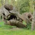 A nice dragon head carved out of a fallen tree, A Walk to the Crossways Inn, Scole, Norfolk - 21st April 2024