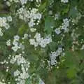 Hedgerow blossoms, A Walk to the Crossways Inn, Scole, Norfolk - 21st April 2024