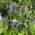 White, pink and blue bells, A Walk to the Crossways Inn, Scole, Norfolk - 21st April 2024