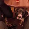 A dog looks sad in the Beaconsfield Arms, A Postcard From Horham, Suffolk - 27th April 2024