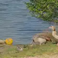 Egyptian Geese and a gosling by the lake, The BSCC at The Lion, Debenham, Suffolk - 2nd May 2024