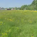 The buttercups are out in Thrandeston, A May Miscellany and The Harvs at Ampersand, Diss - 9th May 2024