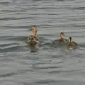 A duck and its ducklings, The BSCC at The Half Moon, Rushall, Norfolk - 16th May 2024