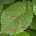 A leaf is covered in weird pink willies, The Village Hall Plant Sale, and a New Dinghy, Weybread, Norfolk - 19th May 2024