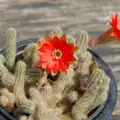 Another cactus is flowering, The Village Hall Plant Sale, and a New Dinghy, Weybread, Norfolk - 19th May 2024