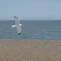 A seagull sweeps past, Saxtead Mill, Framlingham Gala and Chips on the Beach, Aldeburgh - 27th May 2024