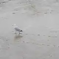 A seagull leaves a trail of tracks in the mud, The Sutton Hoo Ship Reconstruction, The Longshed, Woodbridge - 29th May 2024