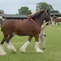 There's a heavy horse in the ring, Fred and the SYWO at the Suffolk Show, Trinity Park, Ipswich - 30th May 2024