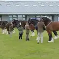 A line of heavy horses are judged, Fred and the SYWO at the Suffolk Show, Trinity Park, Ipswich - 30th May 2024