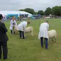 More sheep are judged, Fred and the SYWO at the Suffolk Show, Trinity Park, Ipswich - 30th May 2024