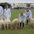 Some very shaggy sheep, Fred and the SYWO at the Suffolk Show, Trinity Park, Ipswich - 30th May 2024