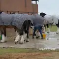 The heavy horses get a wash down, Fred and the SYWO at the Suffolk Show, Trinity Park, Ipswich - 30th May 2024