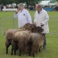 More comedy shaggy sheep, Fred and the SYWO at the Suffolk Show, Trinity Park, Ipswich - 30th May 2024