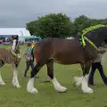 A heavy horse and its foal, Fred and the SYWO at the Suffolk Show, Trinity Park, Ipswich - 30th May 2024