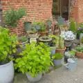 The owner's wife's 'Habitat' collection, Open Gardens, Eye, Suffolk - 9th June 2024