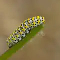 A stripey and spotty caterpillar , Open Gardens, Eye, Suffolk - 9th June 2024