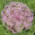 An impressive allium of some sort, Open Gardens, Eye, Suffolk - 9th June 2024