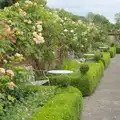 There are a lot of nice roses along the wall, Open Gardens, Eye, Suffolk - 9th June 2024