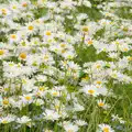 It's a summer of dog daisies, Open Gardens, Eye, Suffolk - 9th June 2024