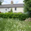 More daisies, Open Gardens, Eye, Suffolk - 9th June 2024