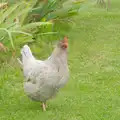 A lone chicken roams around, Open Gardens, Eye, Suffolk - 9th June 2024