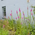 Pink foxgloves against a powder-blue wall, Open Gardens, Eye, Suffolk - 9th June 2024