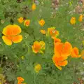 Bright orange quatrofoils, Open Gardens, Eye, Suffolk - 9th June 2024