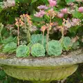 Flowering succulents, Open Gardens, Eye, Suffolk - 9th June 2024