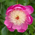 Isobel spots an amazing peony, Open Gardens, Eye, Suffolk - 9th June 2024