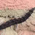 A spiky Peacock caterpillar climbs the wall, The BSCC at Redgrave, Noctilucent Clouds and a Village Hall Party, Brome - 29th June 2024