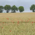 A wheatfield with poppies in Bressingham, A Return to Bedfield and the Church of St. Nicholas, Suffolk - 11th July 2024