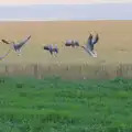 The geese fly off, with a little encouragement, The BSCC at Gissing Crown and Thelnetham White Horse - 18th July 2024