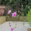 Fred gets a photo of some flowers, Isobel's Relatives Visit, Brome, Suffolk - 20th July 2024