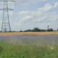 Purple flowers and wheat at Thrandeston, Harry at the Zoo, Banham, Norfolk - 28th July 2024