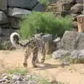 The snow leopard heads off, Harry at the Zoo, Banham, Norfolk - 28th July 2024