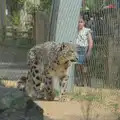 A small girl nervously watches the snow leopard, Harry at the Zoo, Banham, Norfolk - 28th July 2024