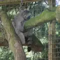 The Pallas cat - Floofy Chunk - in its usual spot, Harry at the Zoo, Banham, Norfolk - 28th July 2024