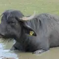 Some sort of buffalo in a puddle, Harry at the Zoo, Banham, Norfolk - 28th July 2024