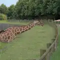 A giraffe gets a bit of long grass, Harry at the Zoo, Banham, Norfolk - 28th July 2024