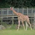 A giraffe goes for a walk, Harry at the Zoo, Banham, Norfolk - 28th July 2024