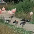 Pink flamingoes and ducks, Harry at the Zoo, Banham, Norfolk - 28th July 2024