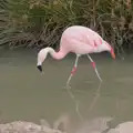 A reflected flamingo, Harry at the Zoo, Banham, Norfolk - 28th July 2024