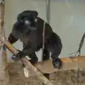 A blue-eyed black lemur, Harry at the Zoo, Banham, Norfolk - 28th July 2024