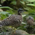 One of the free-range birds in the tropical house, Harry at the Zoo, Banham, Norfolk - 28th July 2024