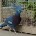 A blue-crested bird struts up and down, Harry at the Zoo, Banham, Norfolk - 28th July 2024