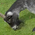 A goat eats some grass, Harry at the Zoo, Banham, Norfolk - 28th July 2024