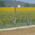 A woman cycles past a field of sunflowers, An Olympic Road Trip from Diss to Marseille, France - 3rd August 2024