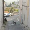 A dog guards a side street, Olympic Non-Sailing, Notre Dame, and the Journey Home, Marseille, France - 8th August 2024