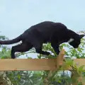 Lucy the One-eyed Cat roams around on the arbour, A Trip to Ickworth House with Sis, Horringer - 19th August 2024