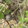 A bush contains a huge cluster of snails, A Protest on the Beach, Aldeburgh, Suffolk - 1st September 2024